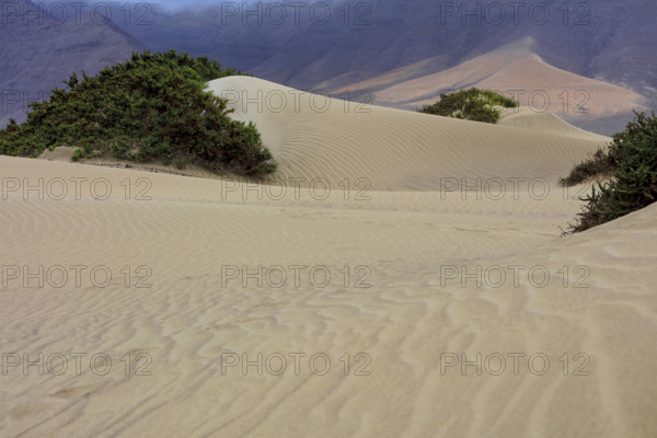 Espagne, Iles Canaries, Lanzarote, Famara, les dunes de sable blanc / Spain, Canary Islands, Lanzarote, Famara, white sand dunes /