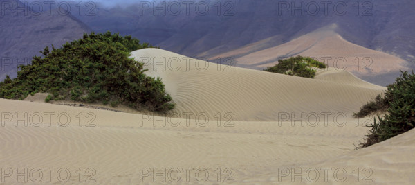 Espagne, Iles Canaries, Lanzarote, Famara, les dunes de sable blanc / Spain, Canary Islands, Lanzarote, Famara, white sand dunes /