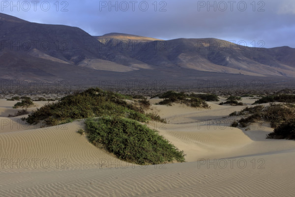 Espagne, Iles Canaries, Lanzarote, Famara, les dunes de sable blanc / Spain, Canary Islands, Lanzarote, Famara, white sand dunes /