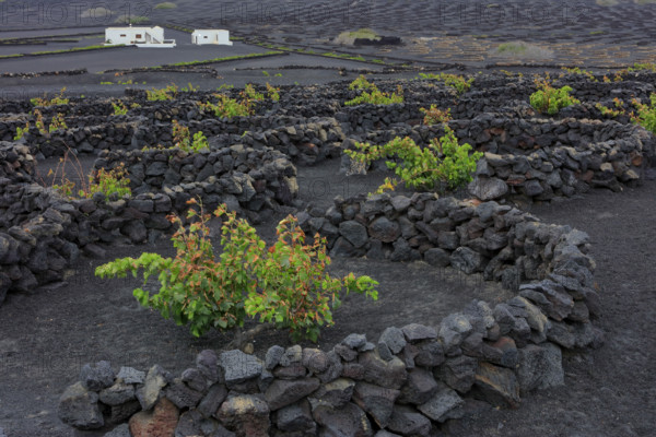 Espagne, Iles Canaries, Lanzarote, Parc Naturel des Volcans, La Geria, domaine viticole sur sol volcanique, réserve Biosphère UNESCO / Spain, Canary Islands, Lanzarote, Volcanoes Natural Park, La Geria, wine estate on volcanic soil, UNESCO Biosphere Reserve /