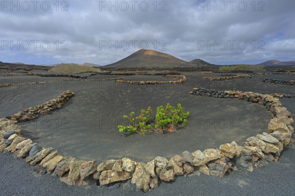 Espagne, Iles Canaries, Lanzarote, Parc Naturel des Volcans, La Geria, domaine viticole sur sol volcanique, réserve Biosphère UNESCO / Spain, Canary Islands, Lanzarote, Volcanoes Natural Park, La Geria, wine estate on volcanic soil, UNESCO Biosphere Reserve /