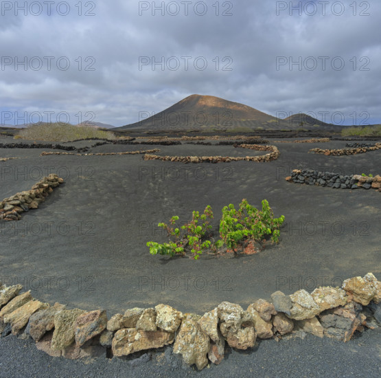 Espagne, Iles Canaries, Lanzarote, Parc Naturel des Volcans, La Geria, domaine viticole sur sol volcanique, réserve Biosphère UNESCO / Spain, Canary Islands, Lanzarote, Volcanoes Natural Park, La Geria, wine estate on volcanic soil, UNESCO Biosphere Reserve /