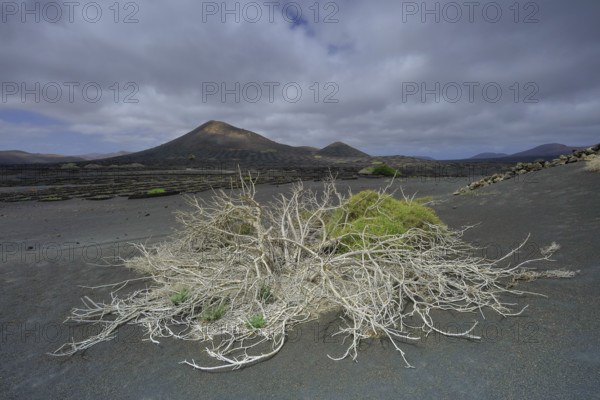 Espagne, Iles Canaries, Lanzarote, Parc Naturel des Volcans, La Geria,  sol volcanique, figuier mort, réserve Biosphère UNESCO / Spain, Canary Islands, Lanzarote, Volcanoes Natural Park, La Geria, volcanic soil, dead fig tree, UNESCO Biosphere Reserve /