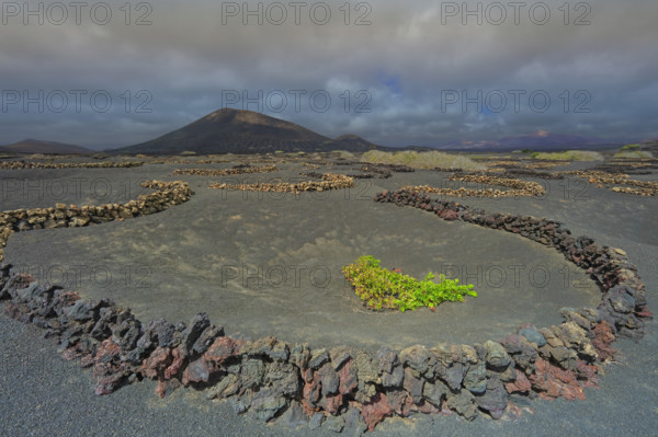 Espagne, Iles Canaries, Lanzarote, Parc Naturel des Volcans, La Geria, domaine viticole sur sol volcanique, réserve Biosphère UNESCO / Spain, Canary Islands, Lanzarote, Volcanoes Natural Park, La Geria, wine estate on volcanic soil, UNESCO Biosphere Reserve /