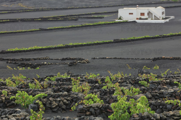 Espagne, Iles Canaries, Lanzarote, Parc Naturel des Volcans, La Geria, domaine viticole sur sol volcanique, réserve Biosphère UNESCO / Spain, Canary Islands, Lanzarote, Volcanoes Natural Park, La Geria, wine estate on volcanic soil, UNESCO Biosphere Reserve /