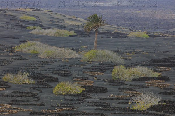 Espagne, Iles Canaries, Lanzarote, Parc Naturel des Volcans, La Geria, domaine viticole sur sol volcanique, réserve Biosphère UNESCO / Spain, Canary Islands, Lanzarote, Volcanoes Natural Park, La Geria, wine estate on volcanic soil, UNESCO Biosphere Reserve /