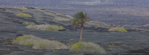 Espagne, Iles Canaries, Lanzarote, Parc Naturel des Volcans, La Geria, domaine viticole sur sol volcanique, réserve Biosphère UNESCO / Spain, Canary Islands, Lanzarote, Volcanoes Natural Park, La Geria, wine estate on volcanic soil, UNESCO Biosphere Reserve /