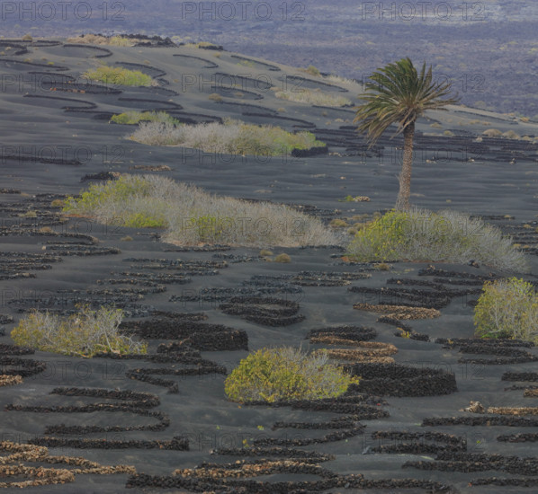 Espagne, Iles Canaries, Lanzarote, Parc Naturel des Volcans, La Geria, domaine viticole sur sol volcanique, réserve Biosphère UNESCO / Spain, Canary Islands, Lanzarote, Volcanoes Natural Park, La Geria, wine estate on volcanic soil, UNESCO Biosphere Reserve /