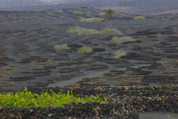 Espagne, Iles Canaries, Lanzarote, Parc Naturel des Volcans, La Geria, domaine viticole sur sol volcanique, réserve Biosphère UNESCO / Spain, Canary Islands, Lanzarote, Volcanoes Natural Park, La Geria, wine estate on volcanic soil, UNESCO Biosphere Reserve /