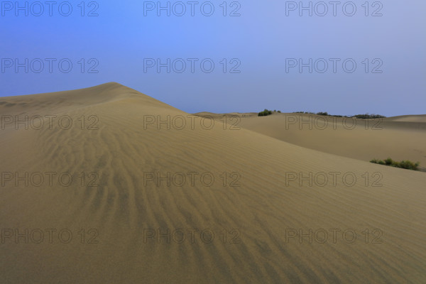 Espagne, iles Canaries, Las Palmas, dunes de Maspalomas, réserve naturelle, commune de San Bartolomé Tirajana/ Spain, Canary Islands, Las Palmas, dunes of Maspalomas, nature reserve, municipality of San Bartolomé Tirajana/
