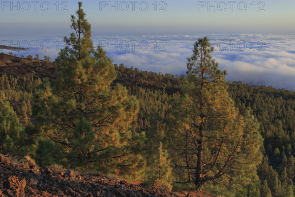 Espagne, Iles Canaries, Ténérife, Parc National Del Teide, panorama, coucher de soleil sur la mer de nuages / Spain, Canary Islands, Tenerife, Teide National Park, panorama, sunset over the sea of ??clouds. /