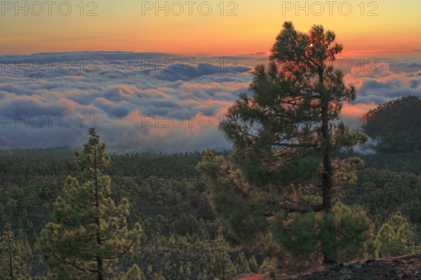 Espagne, Iles Canaries, Ténérife, Parc National Del Teide, panorama, coucher de soleil sur la mer de nuages / Spain, Canary Islands, Tenerife, Teide National Park, panorama, sunset over the sea of ??clouds. /