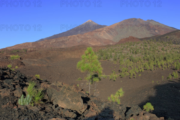 Espagne, iles Canaries, Tenerife, parc National du Teide, paysage avec le volcan du Teide / Spain, Canary Islands, Tenerife, Teide National Park, landscape with the Teide volcano /
