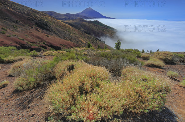 Espagne, Iles Canaries, Ténérife, Parc National Del Teide, mirador deChipeque, volcan del Teide / Espagne, Îles Canaries, Tenerife ; Parc national du Teide, point de vue de Chipeque, volcan Teide /