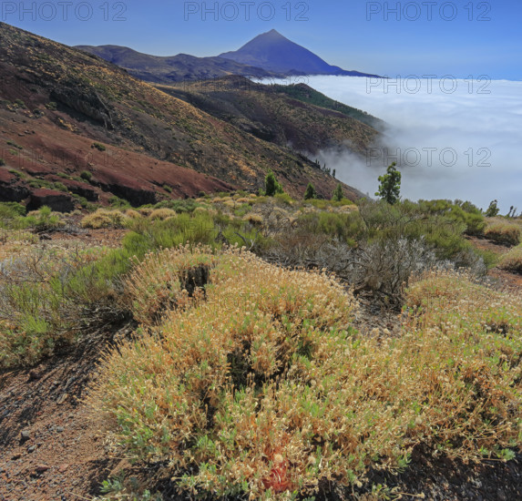 Espagne, Iles Canaries, Ténérife, Parc National Del Teide, mirador deChipeque, volcan del Teide / Espagne, Îles Canaries, Tenerife ; Parc national du Teide, point de vue de Chipeque, volcan Teide /