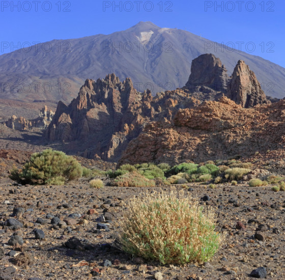 Espagne, Iles Canaries, Ténérife, Parc National Del Teide, la plaine Liano de Ucanca, au fond le volcan del Teide / Espagne, Iles Canaries, Ténérife; Parc National Del Teide, la plaine Liano de Ucanca, au fond le volcan del Teide /