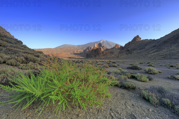 Espagne, Iles Canaries, Ténérife, Parc National Del Teide, la plaine Liano de Ucanca, au fond le volcan del Teide / Espagne, Iles Canaries, Ténérife; Parc National Del Teide, la plaine Liano de Ucanca, au fond le volcan del Teide /