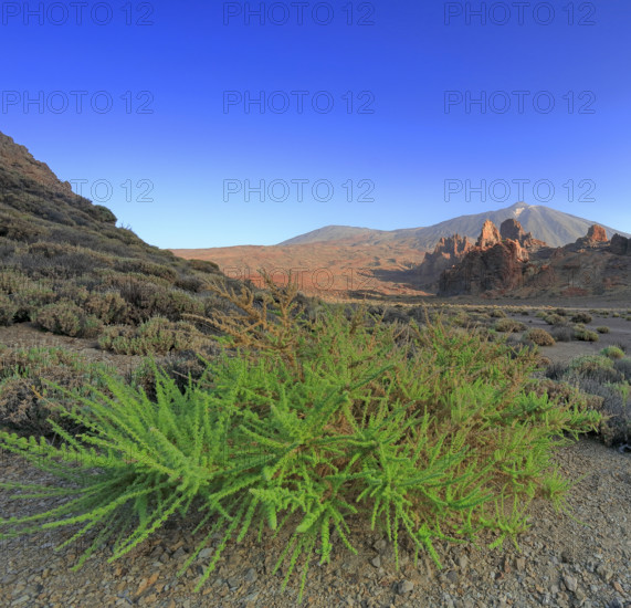 Espagne, Iles Canaries, Ténérife, Parc National Del Teide, la plaine Liano de Ucanca, au fond le volcan del Teide / Espagne, Iles Canaries, Ténérife; Parc National Del Teide, la plaine Liano de Ucanca, au fond le volcan del Teide /
