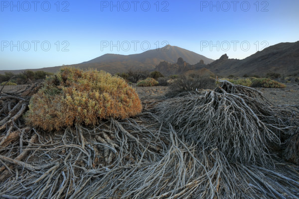 Espagne, Iles Canaries, Ténérife, Parc National Del Teide, la plaine Liano de Ucanca, au fond le volcan del Teide / Espagne, Iles Canaries, Ténérife; Parc National Del Teide, la plaine Liano de Ucanca, au fond le volcan del Teide /