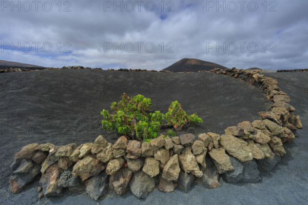 Espagne, Iles Canaries, Lanzarote, Parc Naturel des Volcans, La Geria, domaine viticole sur sol volcanique, réserve Biosphère UNESCO / Spain, Canary Islands, Lanzarote, Volcanoes Natural Park, La Geria, wine estate on volcanic soil, UNESCO Biosphere Reserve /