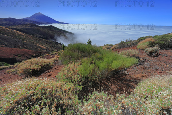 Espagne, Iles Canaries, Ténérife, Parc National Del Teide, mirador deChipeque, volcan del Teide / Espagne, Îles Canaries, Tenerife ; Parc national du Teide, point de vue de Chipeque, volcan Teide /