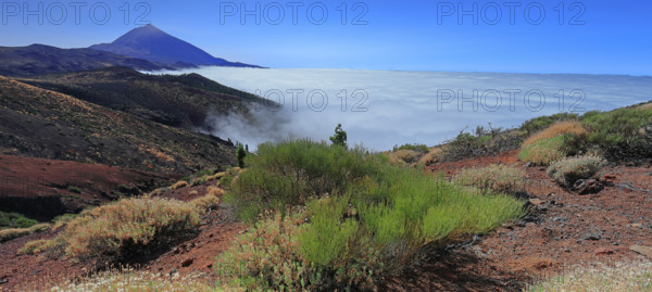 Espagne, Iles Canaries, Ténérife, Parc National Del Teide, mirador deChipeque, volcan del Teide / Espagne, Îles Canaries, Tenerife ; Parc national du Teide, point de vue de Chipeque, volcan Teide /
