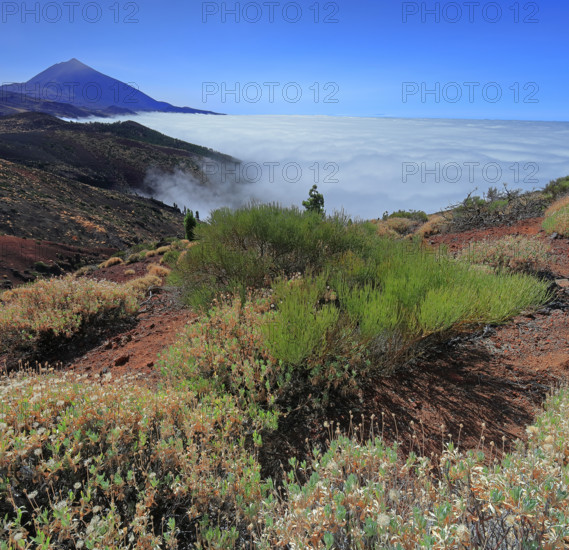 Espagne, Iles Canaries, Ténérife, Parc National Del Teide, mirador deChipeque, volcan del Teide / Espagne, Îles Canaries, Tenerife ; Parc national du Teide, point de vue de Chipeque, volcan Teide /