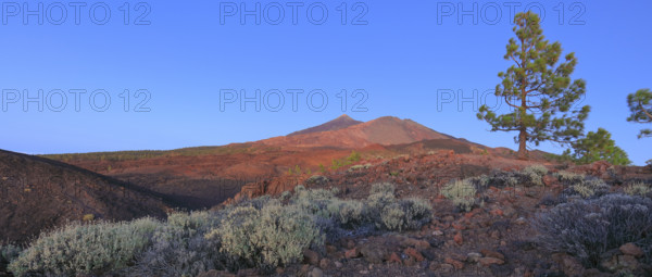 Espagne, Iles Canaries, Ténérife, Parc National Del Teide, volcan del Teide au coucher du soleil / Spain, Canary Islands, Tenerife; Teide National Park, Teide volcano at sunset /