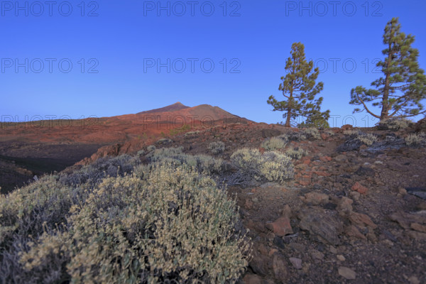 Espagne, Iles Canaries, Ténérife; Parc National Del Teide, volcan del Teide au coucher du soleil / Spain, Canary Islands, Tenerife; Teide National Park, Teide volcano at sunset /