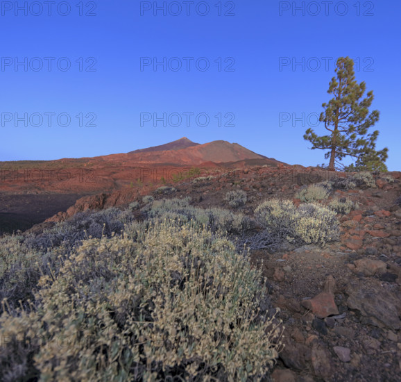 Espagne, Iles Canaries, Ténérife; Parc National Del Teide, volcan del Teide au coucher du soleil / Spain, Canary Islands, Tenerife; Teide National Park, Teide volcano at sunset /