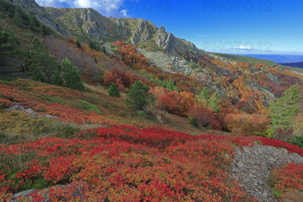 France, Gard(30) Cévennes, le mont Lozère; rocher de l'Aigle et végétation de myrtille, paysage en automne  / France, Gard Cévennes, Mont Lozère; Eagle Rock and blueberry vegetation, autumn landscape /