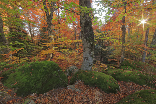 France, Lozère(48) Cévennes, forêt, hêtraie en automne, massif du Mont Lozère / France, Lozère Cévennes, forest, beech forest in autumn, Mont Lozère massif /