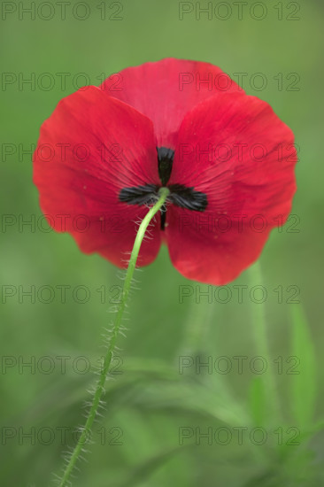 France, coquelicots, la fleur photographiée en gros plan avec fond flou / France, poppies, the flower photographed in close-up with a blurred background