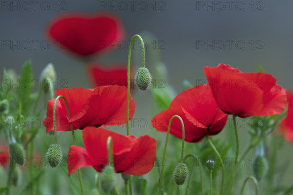 France, coquelicots, la fleur photographiée en gros plan avec fond flou / France, poppies, the flower photographed in close-up with a blurred background