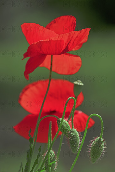 France, coquelicots, la fleur photographiée en gros plan avec fond flou / France, poppies, the flower photographed in close-up with a blurred background