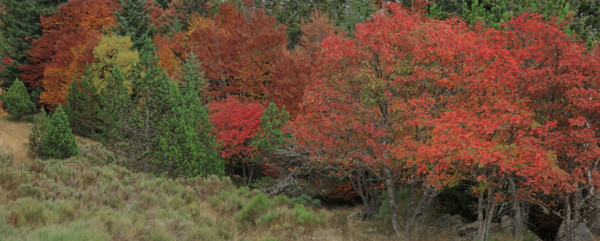 France, Gard(30) Cévennes, massif du Mont Lozère, les Sorbiers ont rougis avec l'automne  / France, Gard Cévennes, Mont Lozère massif, the rowan trees have turned red with autumn /