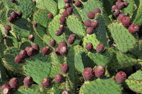 France, Gard(30) figuiers de Barbarie avec fruits /France, Gard prickly pear cacti with fruit /