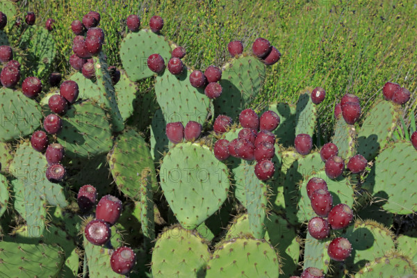 France, Gard(30) figuiers de Barbarie avec fruits /France, Gard prickly pear cacti with fruit /