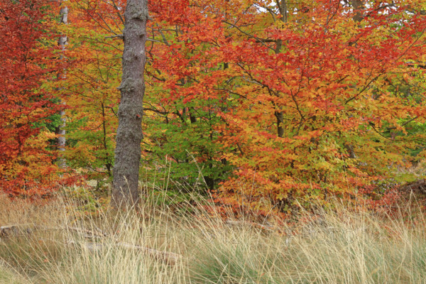 France, Lozère(48) Cévennes, forêt, hêtraie en automne, massif du Mont Lozère / France, Lozère Cévennes, forest, beech forest in autumn, Mont Lozère massif /