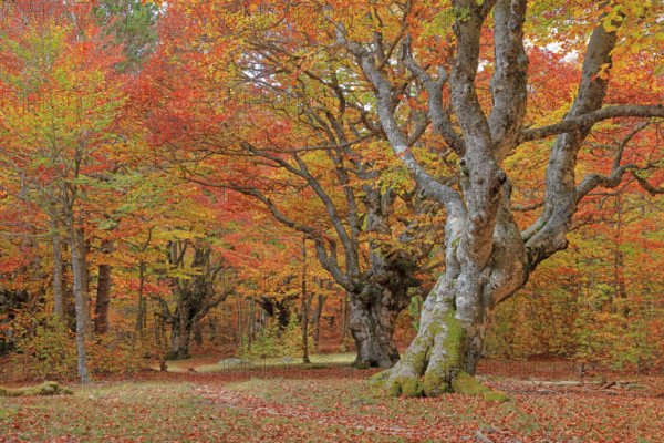 France, Lozère(48) Cévennes, forêt, hêtraie en automne, massif du Mont Lozère / France, Lozère Cévennes, forest, beech forest in autumn, Mont Lozère massif /