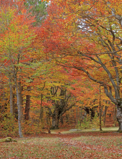 France, Lozère(48) Cévennes, forêt, hêtraie en automne, massif du Mont Lozère / France, Lozère Cévennes, forest, beech forest in autumn, Mont Lozère massif /