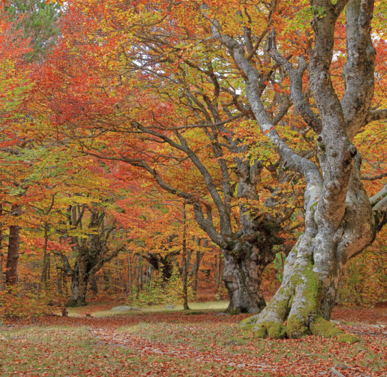 France, Lozère(48) Cévennes, forêt, hêtraie en automne, massif du Mont Lozère / France, Lozère Cévennes, forest, beech forest in autumn, Mont Lozère massif /