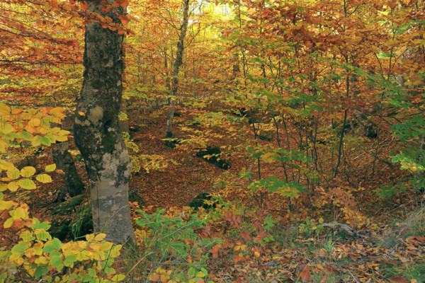 France, Lozère(48) Cévennes, forêt, hêtraie en automne, massif du Mont Lozère / France, Lozère Cévennes, forest, beech forest in autumn, Mont Lozère massif /