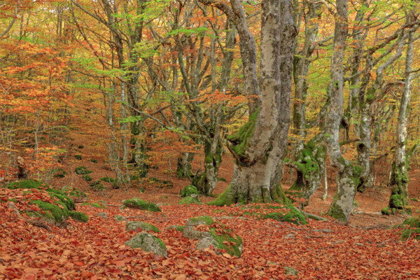 France, Lozère(48) Cévennes, forêt, hêtraie en automne, massif du Mont Lozère / France, Lozère Cévennes, forest, beech forest in autumn, Mont Lozère massif /