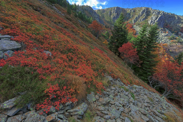 France, Gard(30) Cévennes, le mont Lozère; rocher de l'Aigle et végétation de myrtille, paysage en automne  / France, Gard Cévennes, Mont Lozère; Eagle Rock and blueberry vegetation, autumn landscape /