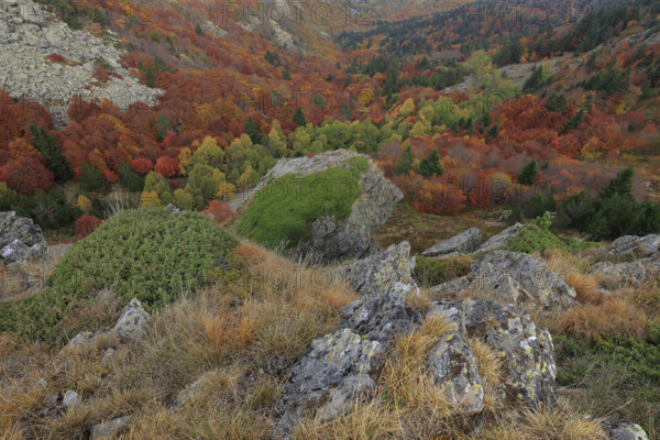 France, Gard(30) Cévennes, le mont Lozère, rocher de l'Aigle, paysage en automne / France, Gard, Cévennes, Mont Lozère, Eagle Rock, autumn landscape /