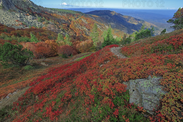 France, Gard(30) Cévennes, le mont Lozère; rocher de l'Aigle et végétation de myrtille, paysage en automne  / France, Gard Cévennes, Mont Lozère; Eagle Rock and blueberry vegetation, autumn landscape /