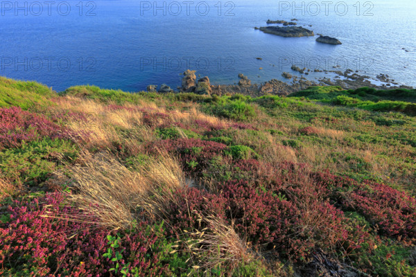 France, Manche (50) Jobourg, littoral maritime fleuri ,  de la Hague proche du Nez-de-Jobourg / France, Manche  Jobourg, flowery seaside, of La Hague near Nez-de-Jobourg /