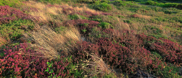 France, Manche (50) Jobourg, littoral maritime fleuri ,  de la Hague proche du Nez-de-Jobourg / France, Manche  Jobourg, flowery seaside, of La Hague near Nez-de-Jobourg /