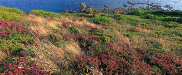 France, Manche (50) Jobourg, littoral maritime fleuri ,  de la Hague proche du Nez-de-Jobourg / France, Manche  Jobourg, flowery seaside, of La Hague near Nez-de-Jobourg /